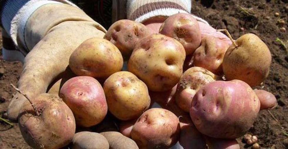 Bolivia requiere 36 mil toneladas de papa para abastecer el mercado