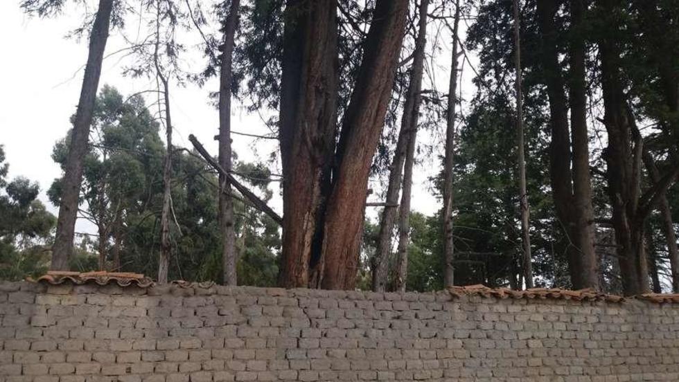 Las abejas mataron a un hombre en Chaquí