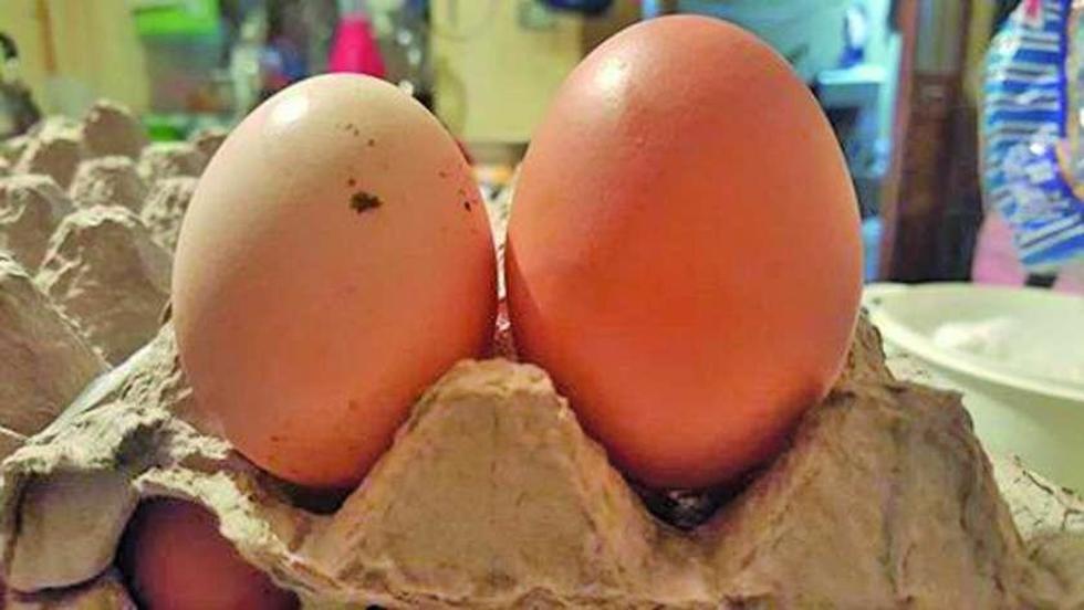 Gallinas en Thamari llegan  a su producción máxima