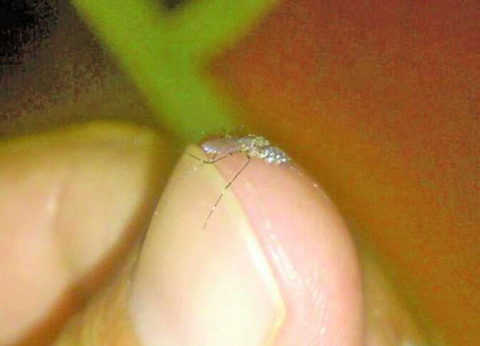 El mosquito del zika ya se encuentra en Cochabamba