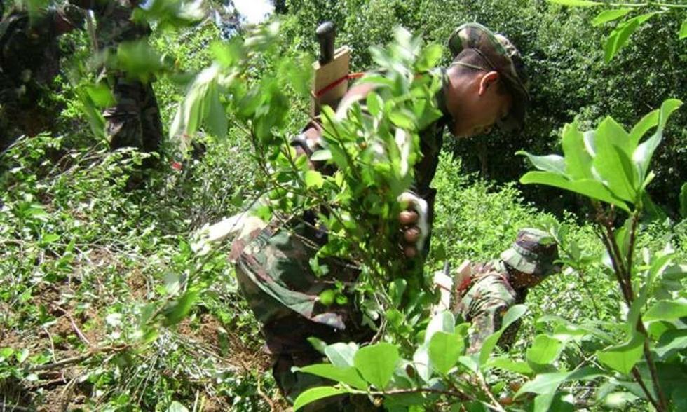 Gobierno reduce meta de erradicación de coca de 10.000 a 6.000 ha