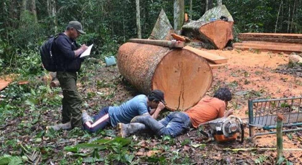Encarcelan a tres peruanos por explotar madera 