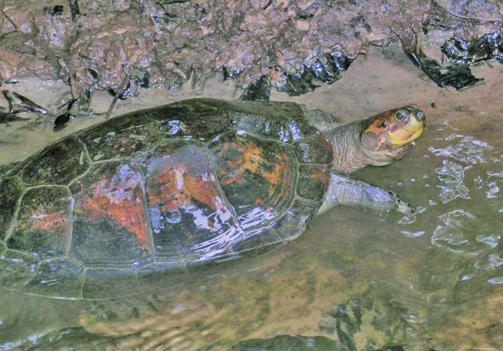 Liberan a 71 tortuguitas  en el río Ibare del Beni