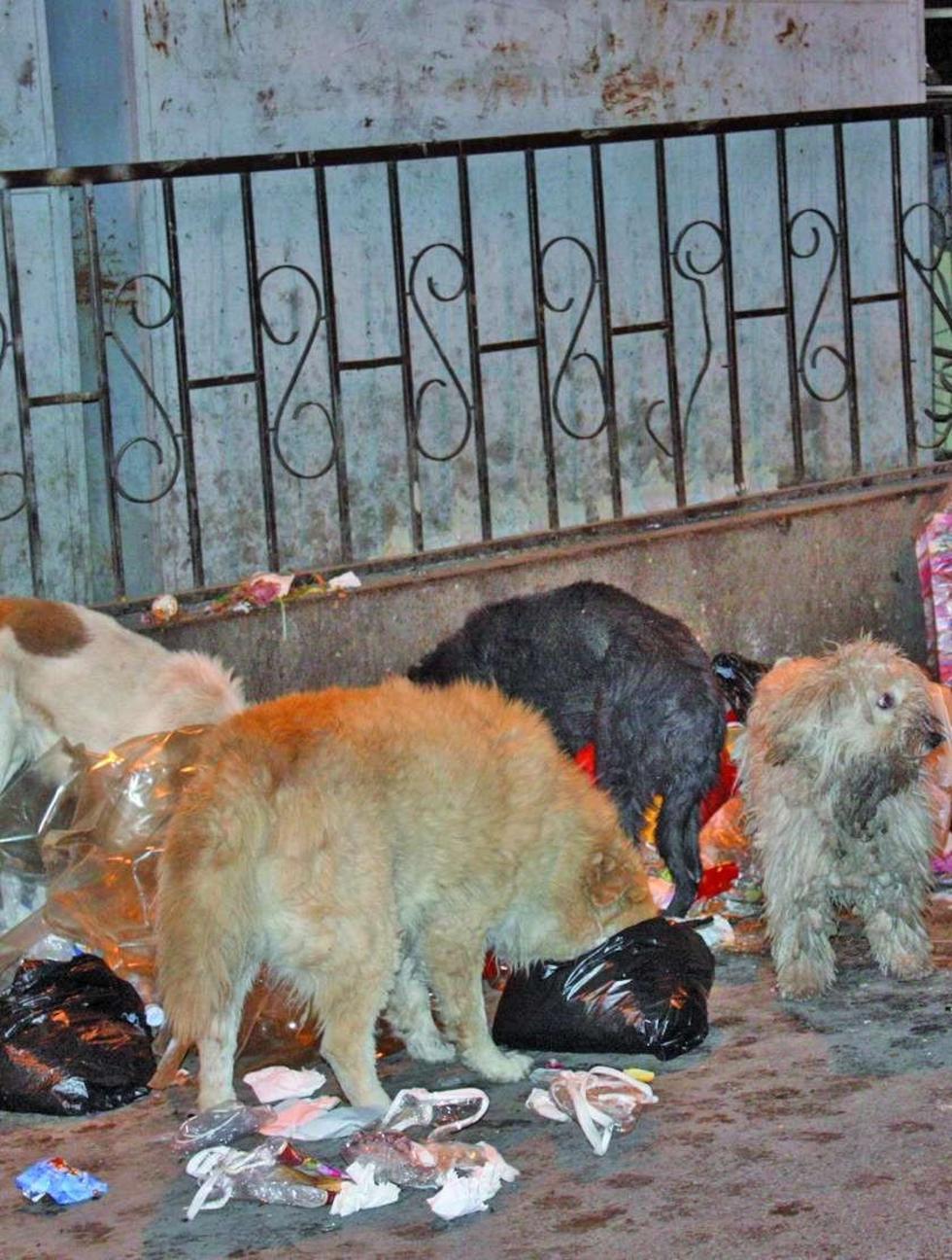 Plantean pagar patente por tenencia de perros