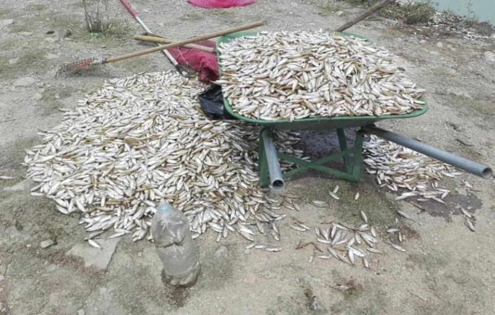 Preocupación en Cochabamba por la aparición de miles de peces muertos en la laguna Alalay 