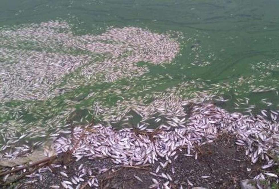 Laguna  Alalay: miles de peces mueren