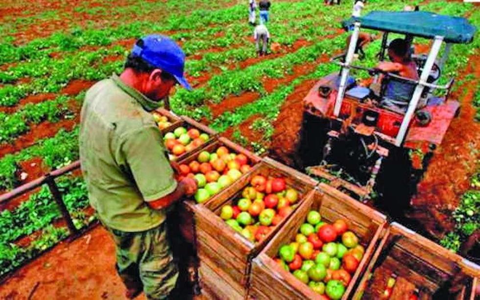 Alertan de crisis del agro e identifican cuatro causas