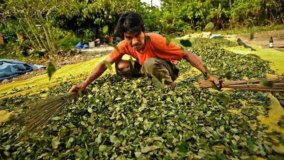 Harán un estudio para saber cuánta coca va a la industrialización
