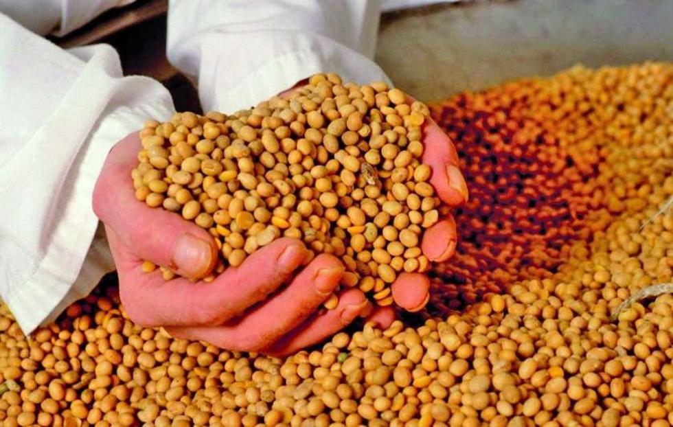 El Gobierno dice que se debe mejorar el precio de la tonelada de soya
