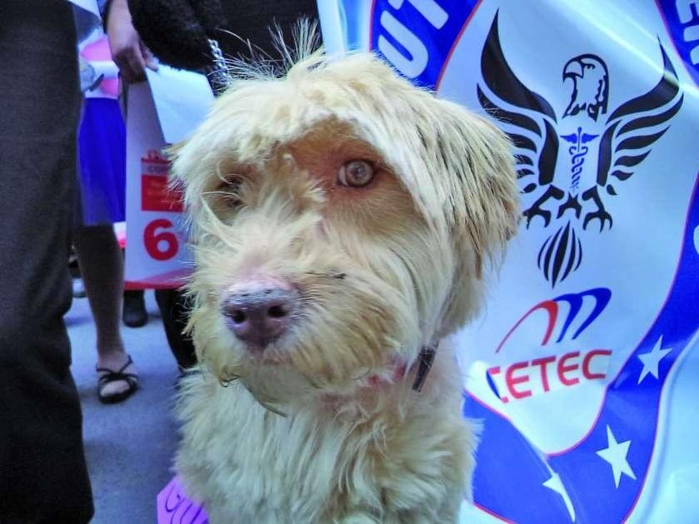 Ya suman siete casos de rabia en animales