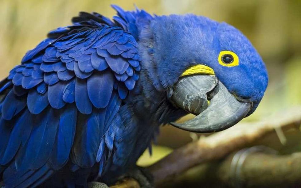 Rescataron 338 animales en casi un año y medio