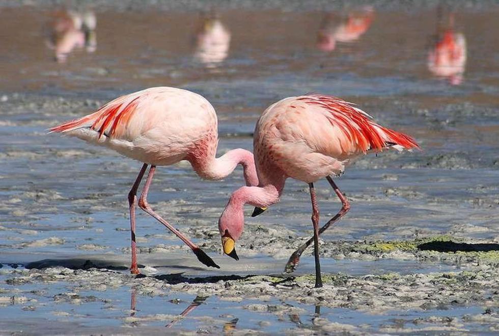 El Gobierno informa que la mortandad de flamencos es del 1 por ciento