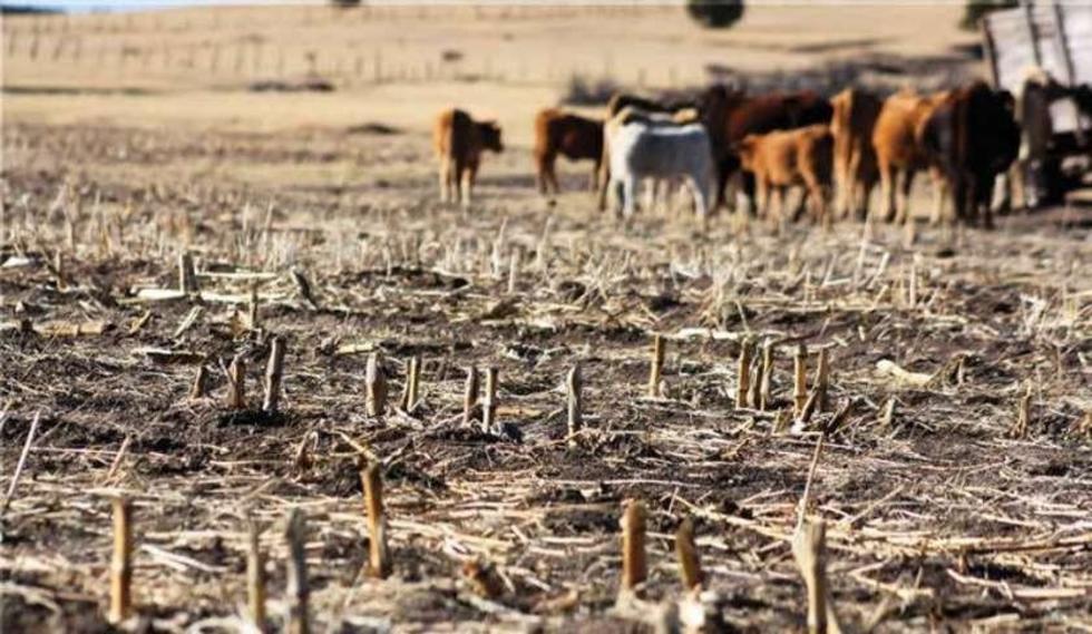 El fenómeno de El Niño afectó a 132 mil familias