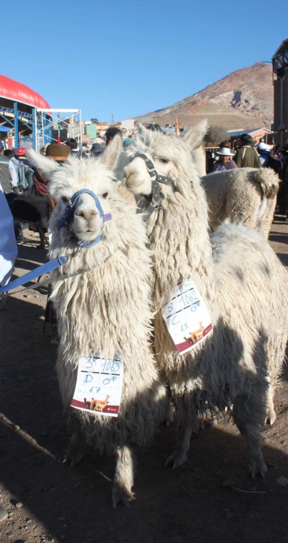 Anuncian una feria tripartita de camélidos
