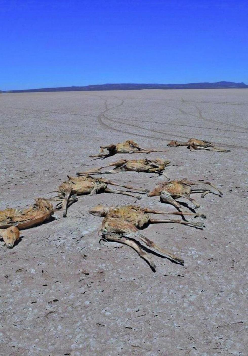 Cazadores furtivos de vicuñas son sentenciados a cuatro años