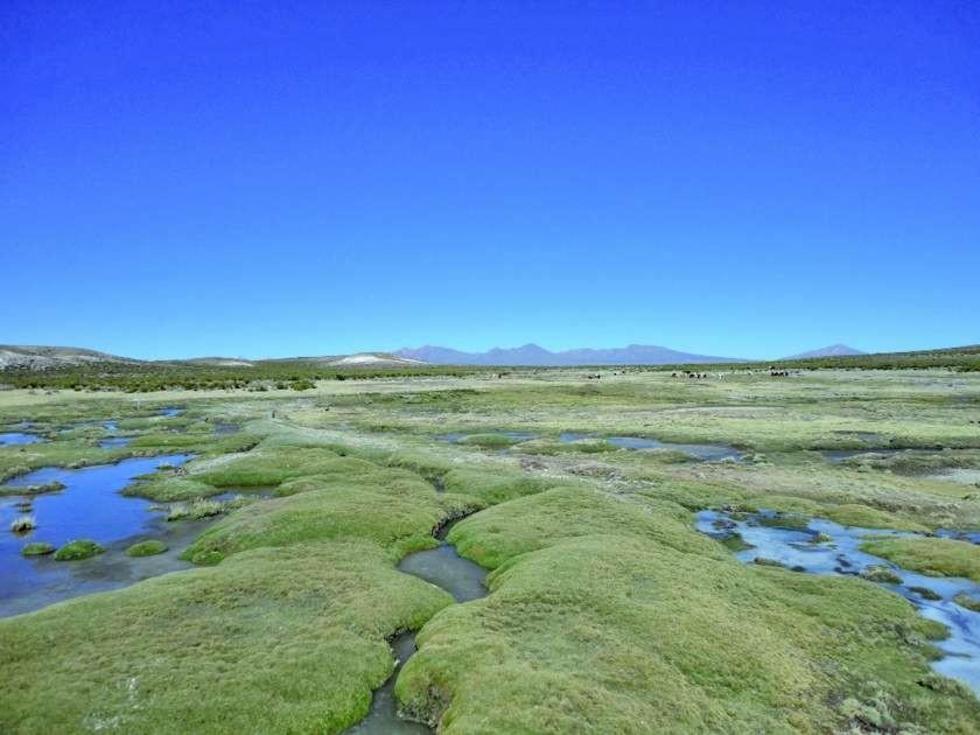 Técnicos verificarán si chilenos se llevan agua del manantial Sacaya