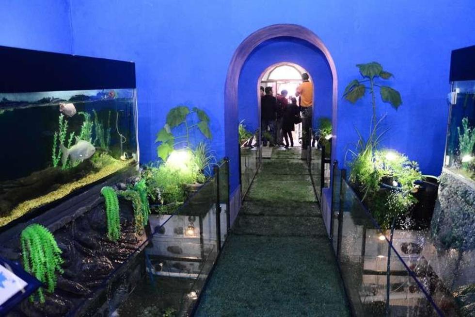 Desde hoy abren las puertas del acuario