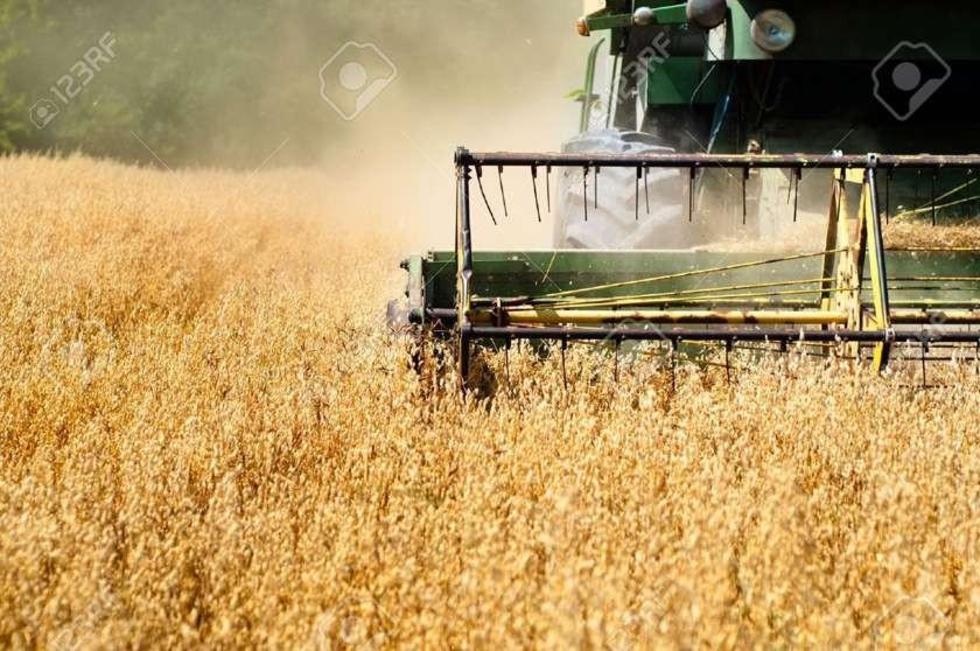 El contrabando reduce los cultivos de arroz y de maíz
