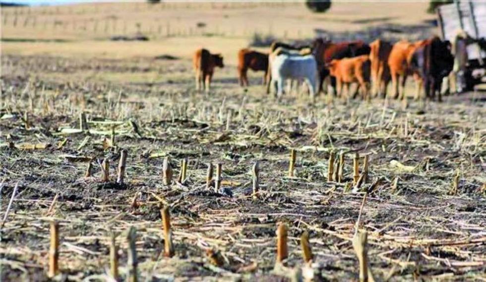 Fenómenos climáticos en Potosí dejan 33 mil familias damnificadas