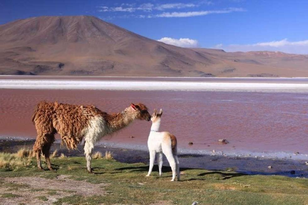 Demanda buscaría evitar el corte de las aguas del Silala