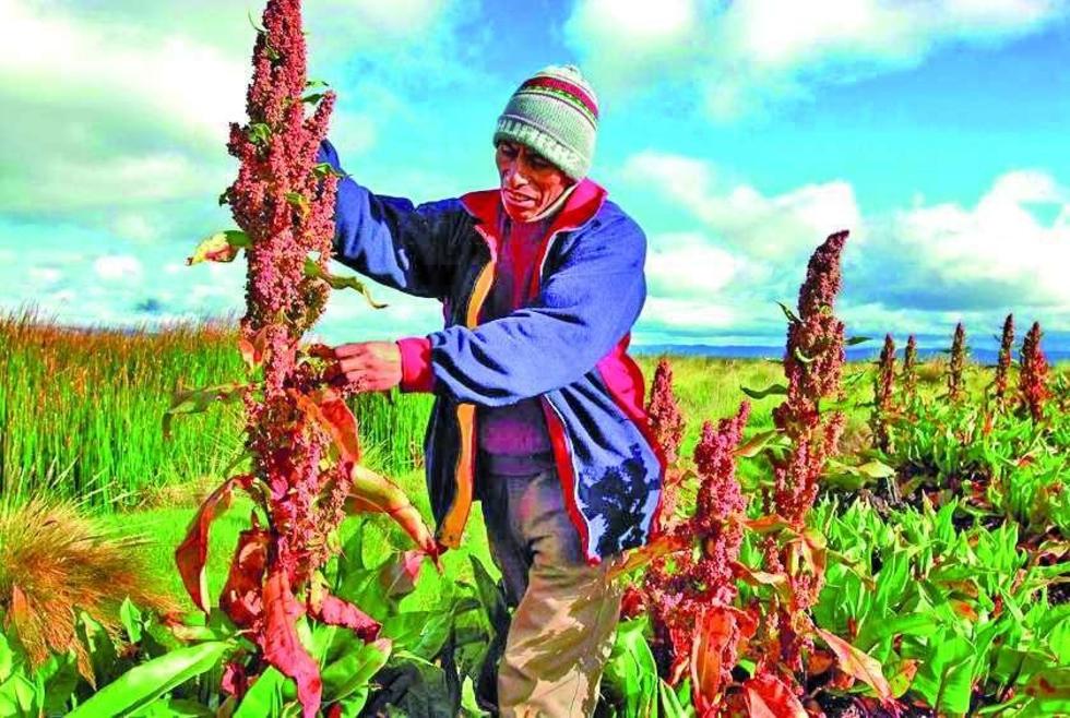 Bolivia exportó 22 mil de las 69 mil toneladas de quinua producidas