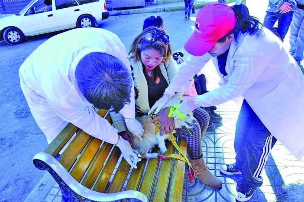 Sedes reporta dos casos de mordedura de perros por día