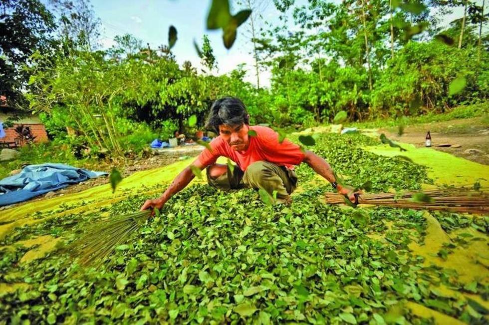 Cocaleros se unen para presentar su propia norma sobre la hoja