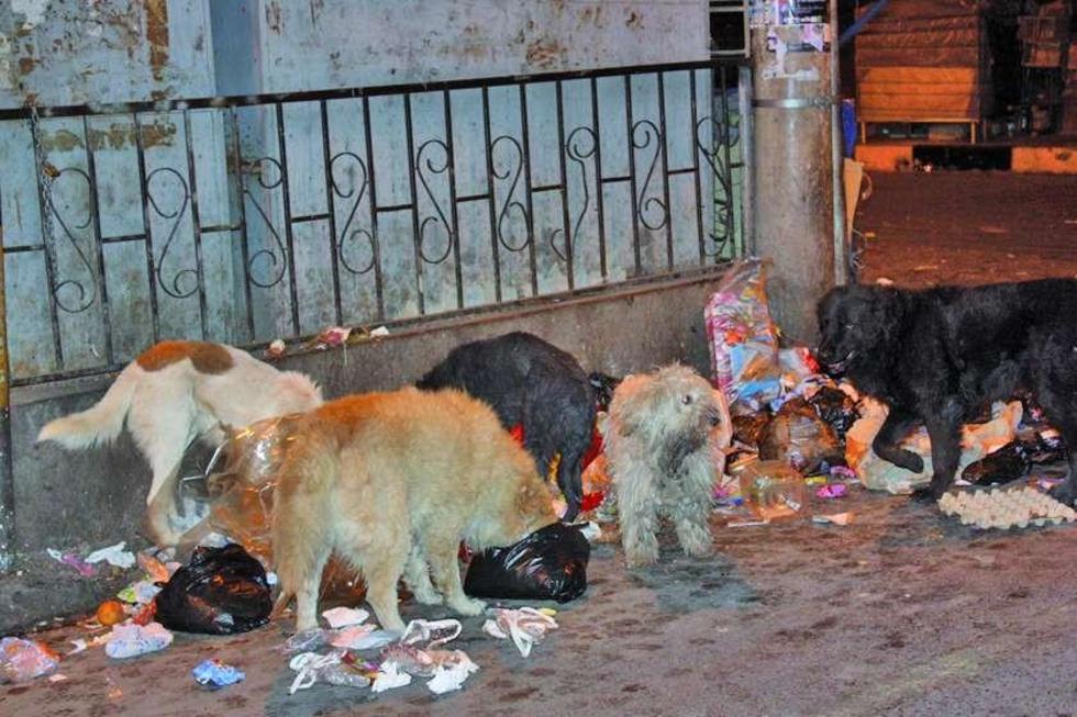 Casos de rabia animal suman a 20 con dos nuevos afectados en Potosí