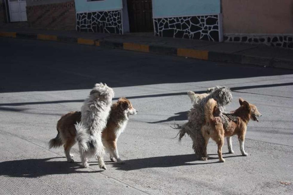En la ciudad de Potosí hay viviendas donde  habitan hasta 10 perros