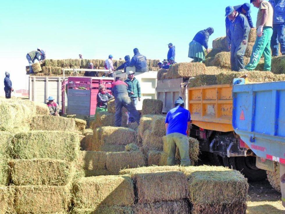 Gobernación invierte Bs 1.9 millones para los camélidos