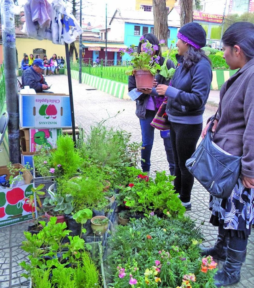 Feria de Plantas de Altura comienza mañana viernes