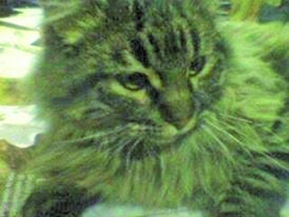 Lanzan campaña dona un gato a Exaltación