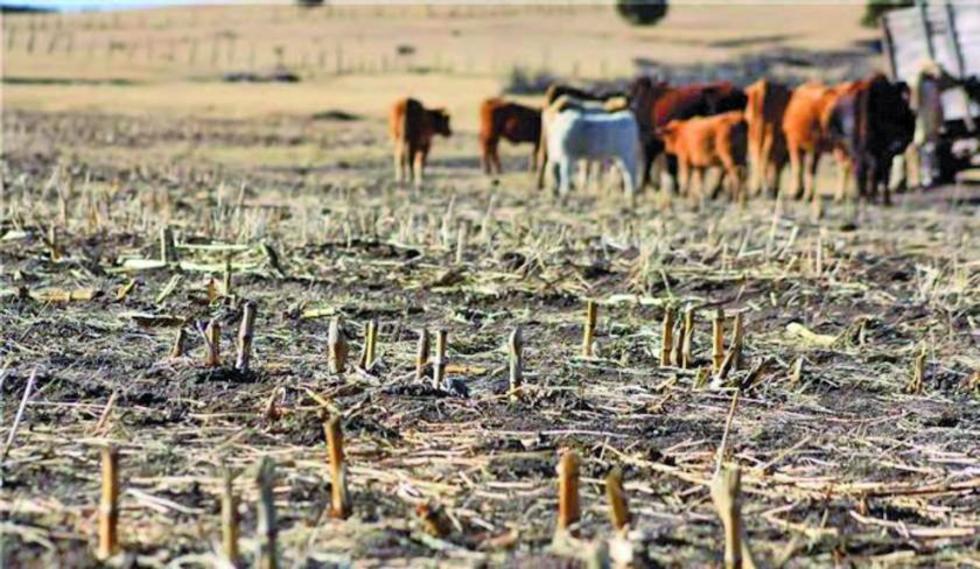 En Cochabamba hay 22.767 hectáreas de cultivos afectados por sequía