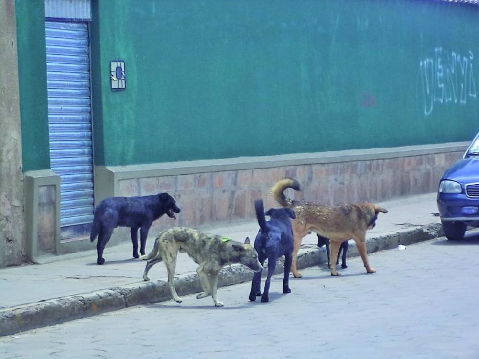 Suben a 25 los casos de rabia canina en la ciudad de Potosí