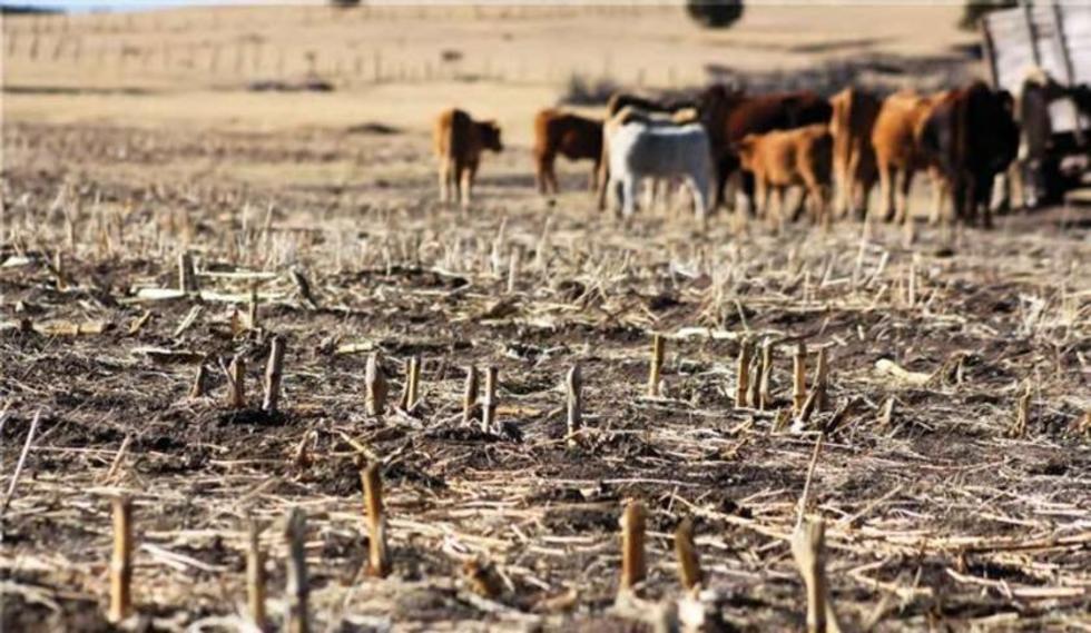Pérdidas agrícolas de pasada campaña llegaron al 62 %