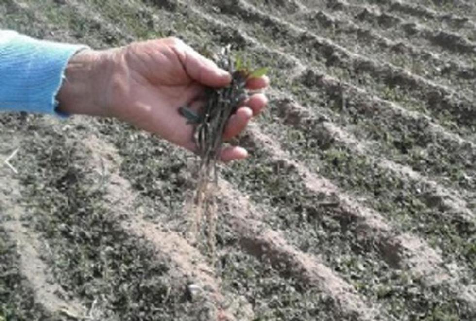 Granizada destruye cultivos en San Pedro de Buena Vista