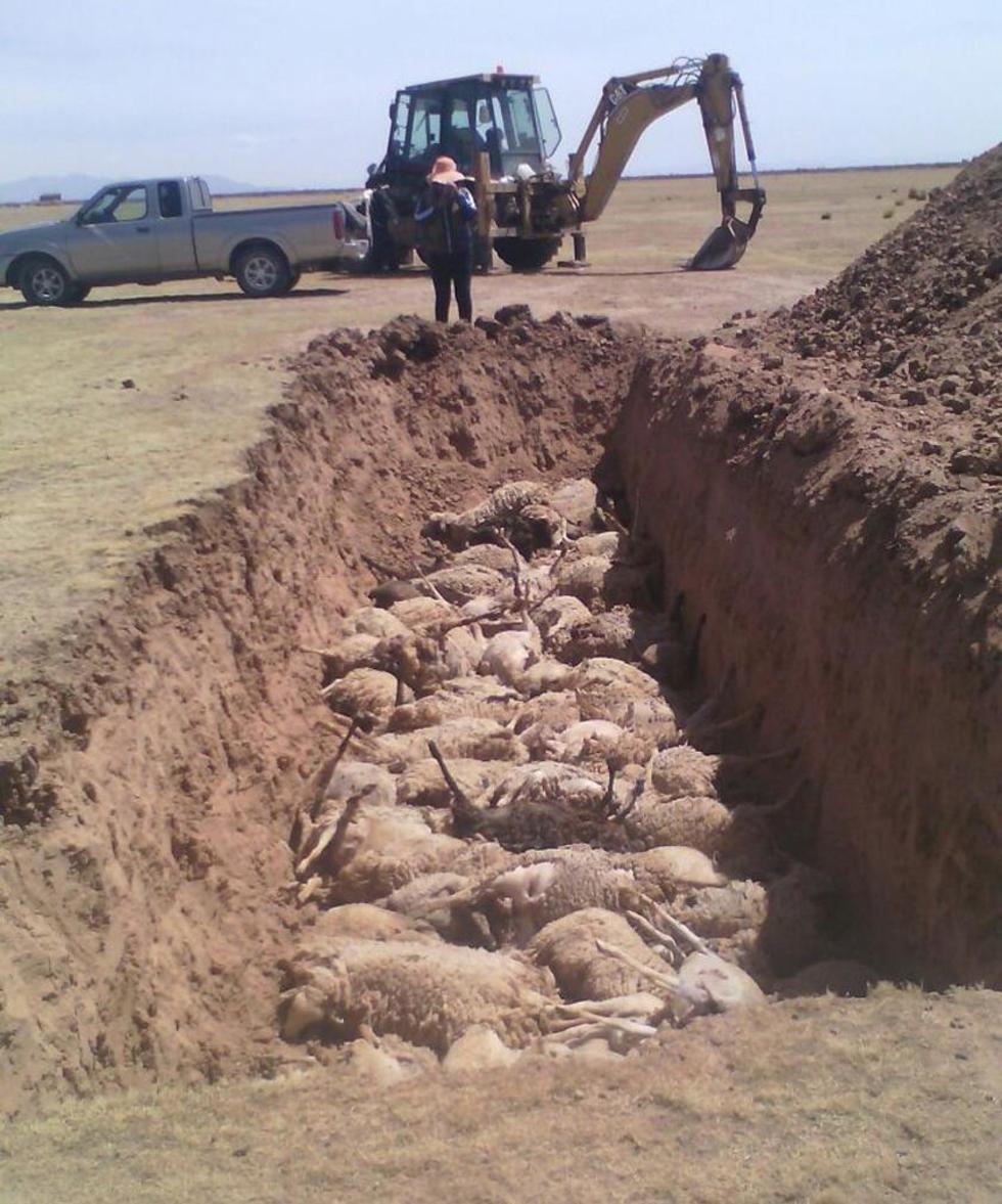 Perros matan a más de 80 ovejas en Oruro