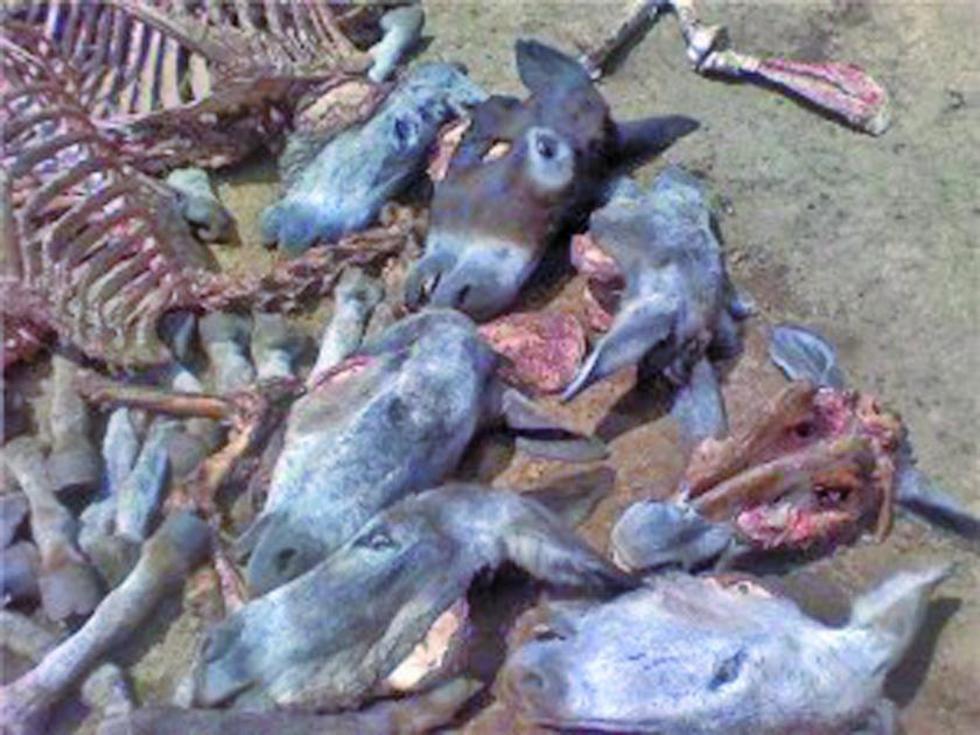 El Senasag destruye 1.8 toneladas de carne de burro