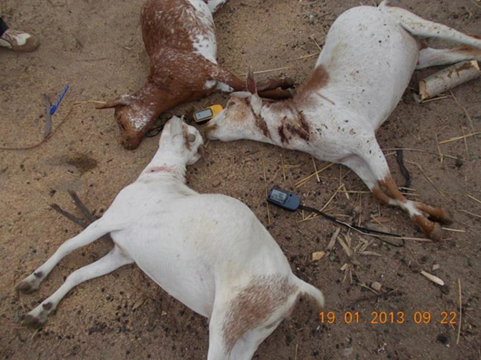 Temen que en Potosí sobrevenga una vasta mortandad de animales 