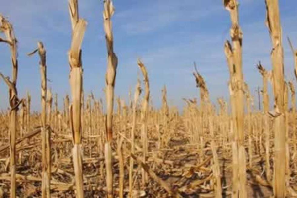 Ya son 32 los municipios en los que se declaró zona de desastre natural