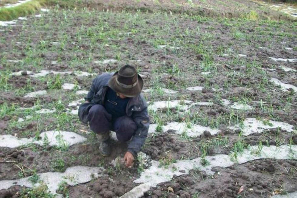 Reportan daño agrícola por la caída de fuerte granizada