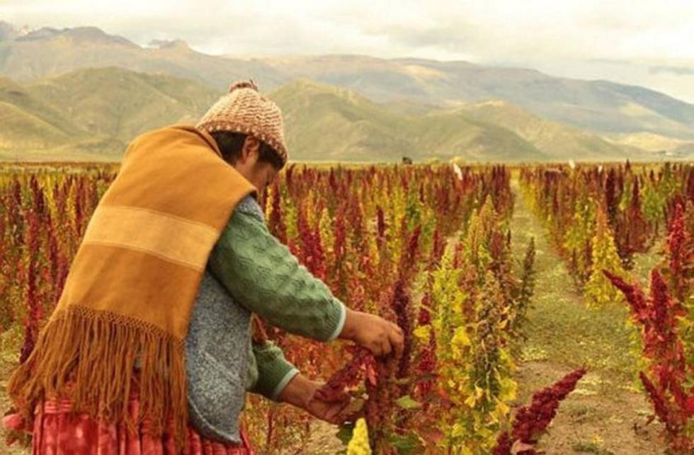 China siembra quinua y quiere ser primer productor mundial