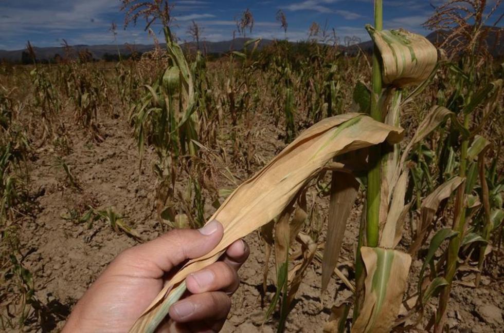 Asegurarán producción de 150.000 agricultores