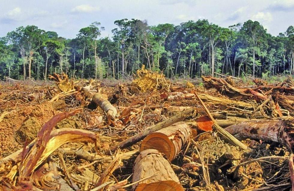 Bolivia perdió 80.310 km2 de superficie de bosque