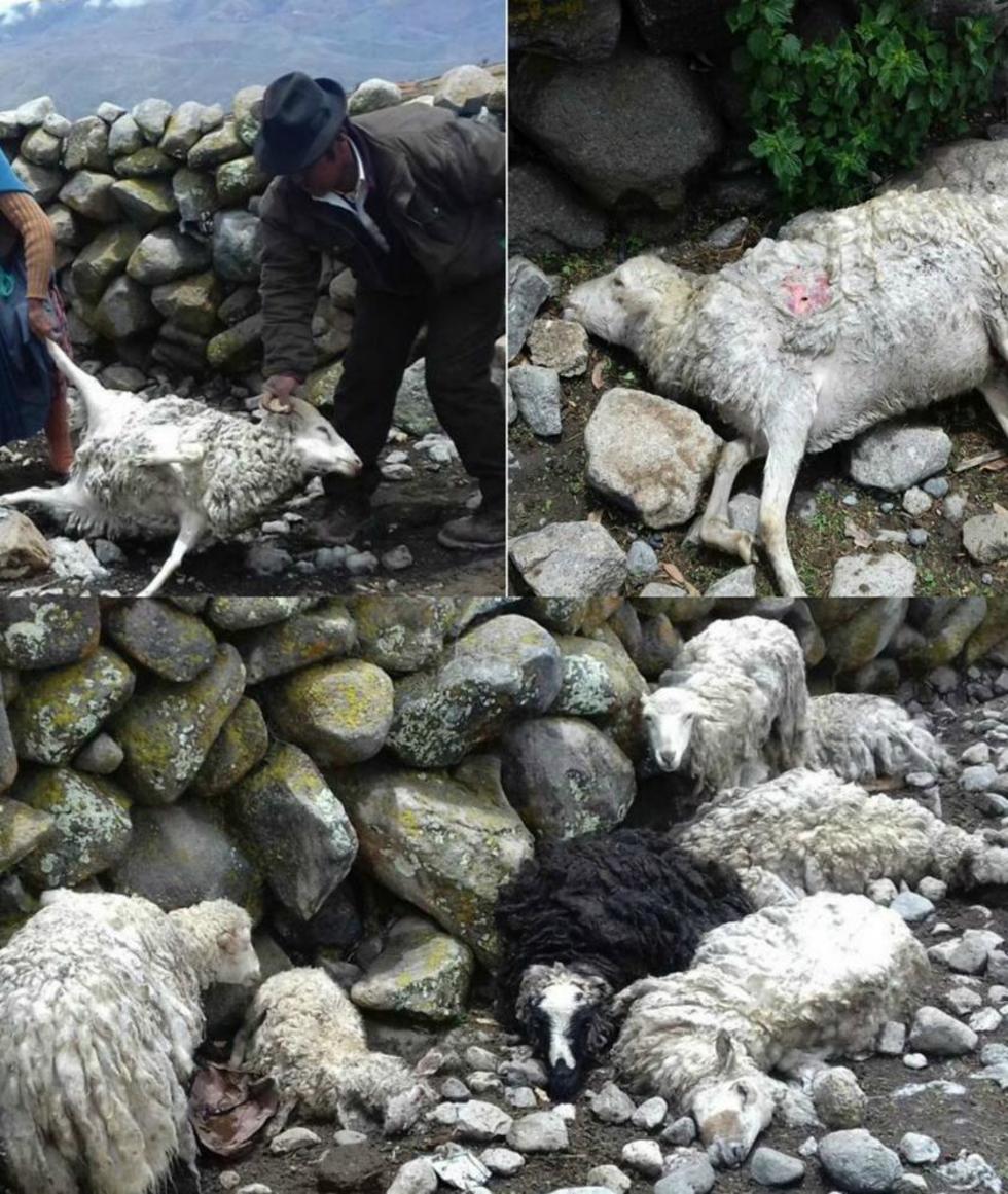 Inician la captura de perros que causaron daño a ganado ovino
