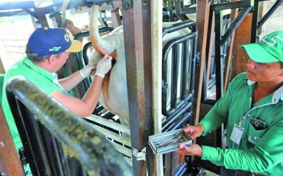 El país exporta genética bovina a Brasil