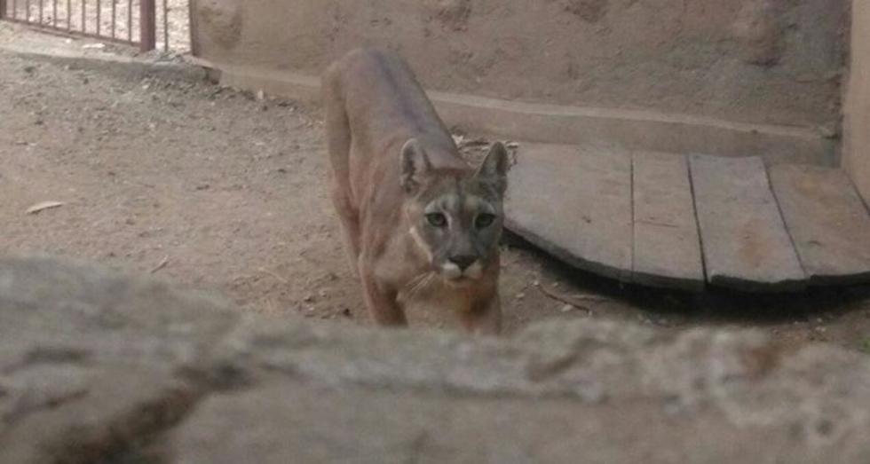 Muere el puma "Yara" en el Zoológico Andino de Oruro