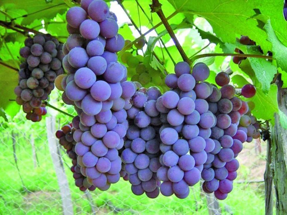 Senasag: no está prohibida importación singanis y vinos