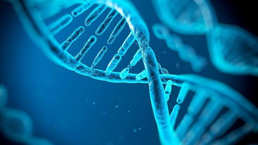 Equipo de investigadores describen un mecanismo que repara el ADN