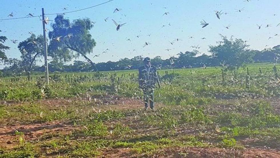 Fumigación por avionetas no logra controlar la plaga de langostas